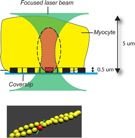 The illustration to show advantage of using myofibrils rather than a ...