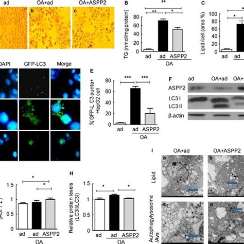 Aspp Inhibits Apoptosis In Hepg Cells Hepg Cells Were Treated With