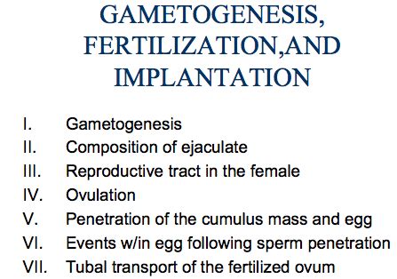 Gametogenesis Flashcards Quizlet