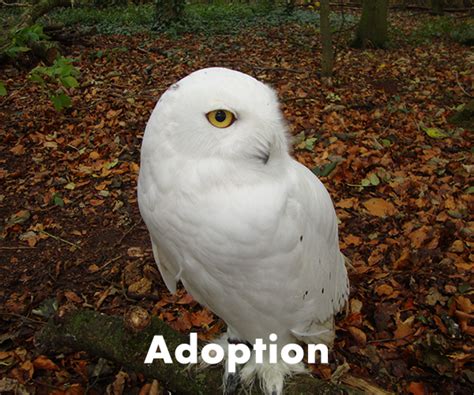 Adoption - The Owl Experience