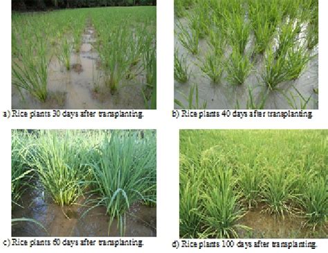 Rice Plants Growth At Experimental Plot Under Sri Cultivation Method