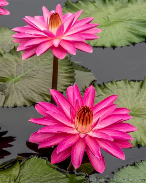 Water Lilies | Beautiful Flower Pictures Blog