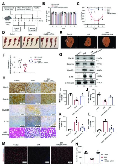 Downregulating Hmgb1 Rescues Skeletal Muscle Atrophy In The