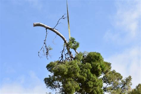 FOTOGALERIJA Zbog Sigurnosti Se U Orsanu Uklanjaju Stabla DuList