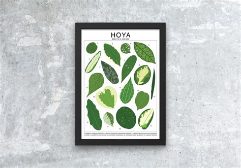 Hoya Plant Species large Art Print Houseplant Artwork Wall - Etsy