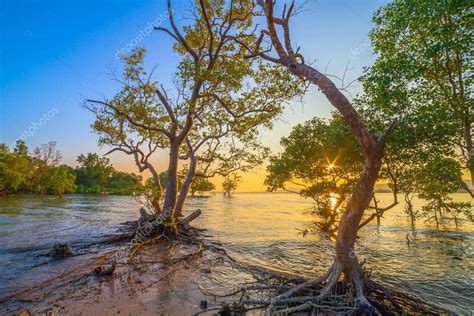 El sol brilla a través de los manglares las raíces del manglar la