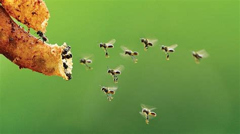 Produk Madu Bee Pollen Dan Propolis Dari Lebah Tanpa Sengat Kalimantan