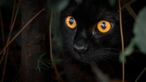 Gato Preto A Origem Do Mito Zona Curiosa