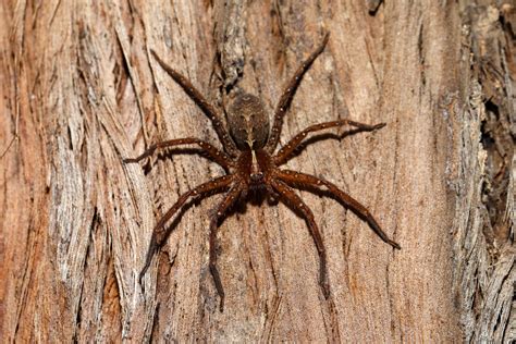 Unknown Spider On Tree Trunk At 16 Mile Heritage Site Near Flickr