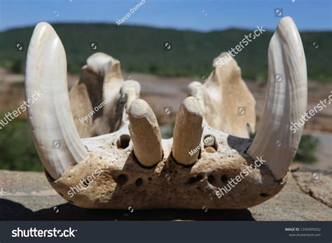 Skull Jawshaped Hippopotamus Large Teeth Tsavo Stock Photo 1245995032 ...