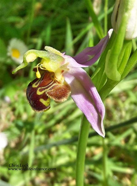 Bee Orchid Ophrys Apifera In France