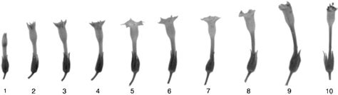 Developmental Stages Of The Flower Of Nicotiana Tabacum Stages 1 4