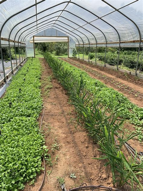 Ipm Tips For Transitioning From Summer To Fall Vegetable Crops Alabama Cooperative Extension