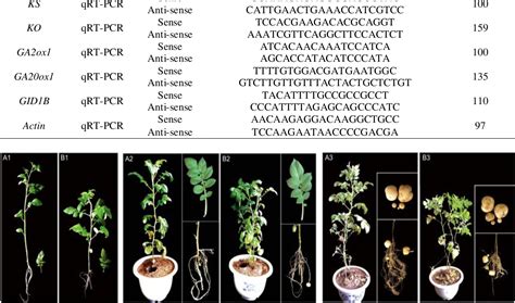 Figure From The Differential Gene Expression Of Key Enzyme In The