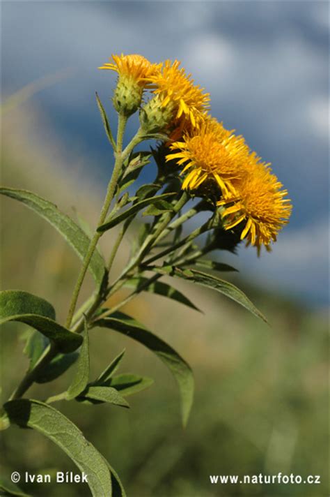 Deutscher Alant Bilder, Deutscher Alant Fotos | NaturFoto
