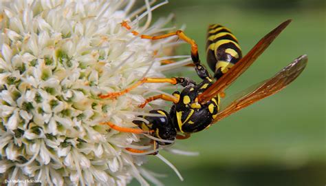 Identifying Stinging Insects