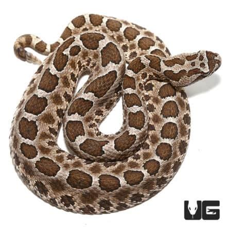 Baby Western Massasauga Rattlesnake For Sale Underground Reptiles