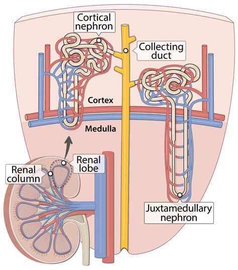 Kidney Blood Supply Lesson Human Bio Media