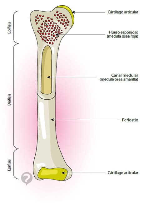 Médula ósea Definición CCM Salud