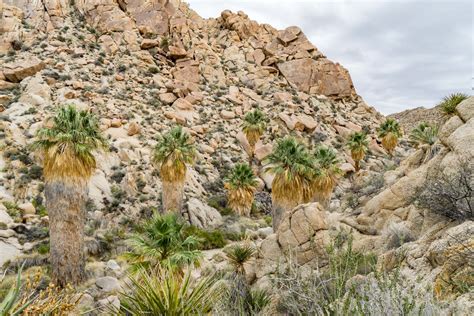 Lost Palms Oasis Hike Joshua Tree National Park California Usa