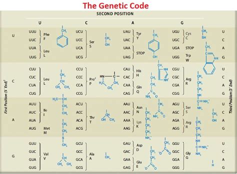 The Genetic Code | Microbiology Notes