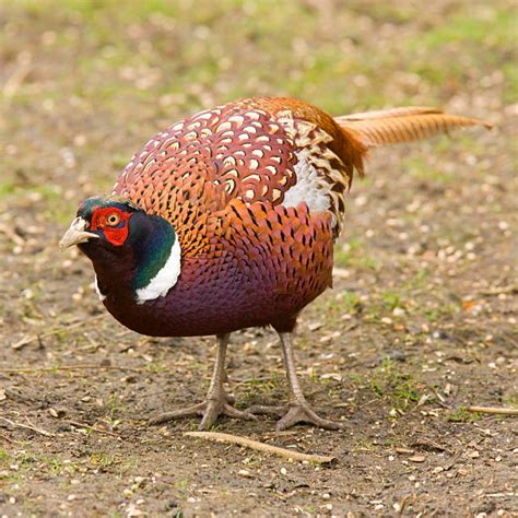 Pheasant Feeding Stock Photos Pictures And Royalty Free Images Istock