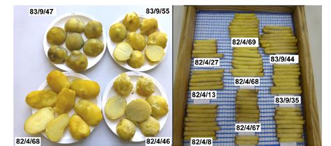 Figure From Introgression Of Two Broad Spectrum Late Blight