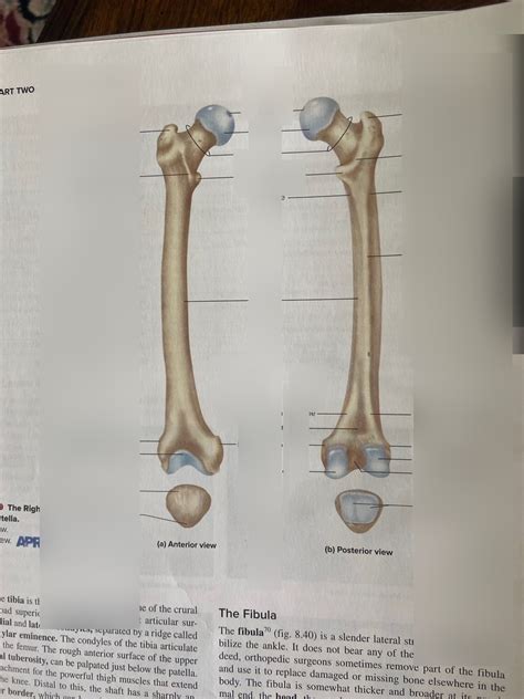 The Right Femur And Patella Diagram Quizlet