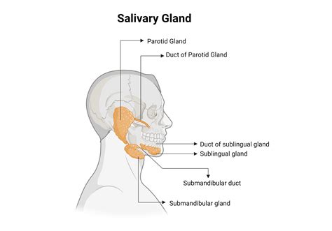 Parotid Duct Anatomy