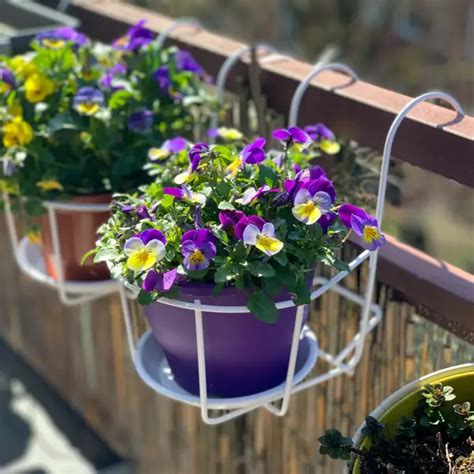 Tradescantia Pallida Cuidados Y Todos Los Consejos Para Mantenerla En