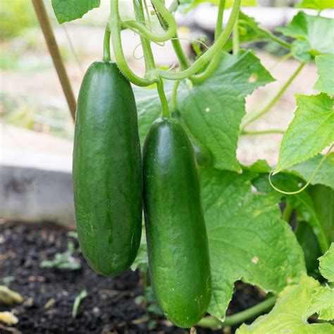 Cucumber La Diva F1 Cucumber Premier Seeds Direct Ltd