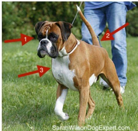 Signs of aggression. | Dogs, Dog meet, Dog behavior