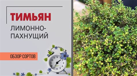 Тимьян или чабрец лимоннопахнущий. Тимьян на подоконнике - YouTube