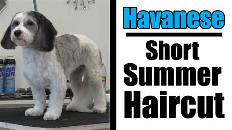 Havanese Grooming | Short Haircut Tutorial - YouTube