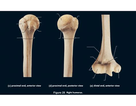 Humerus (Proximal, Distal, Anterior and Posterior) Quiz