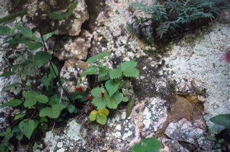 Fragaria Vesca Rosaceae Image 105896 At PhytoImages Siu Edu