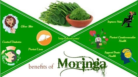 22 Health Benefits Of Moringa Leaves Seeds And Their Powder