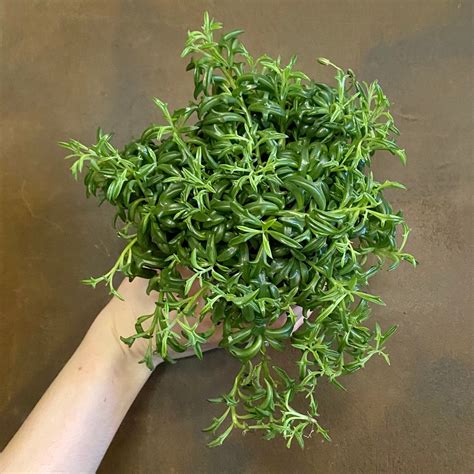 Senecio peregrinus (12cm pot) - grow urban.