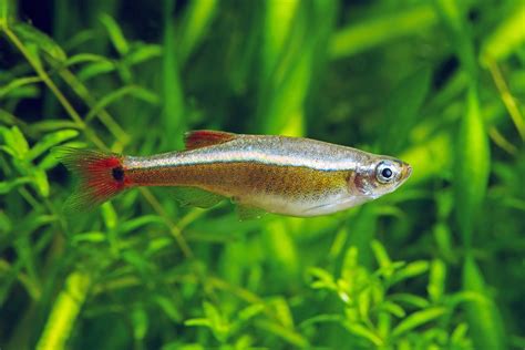 White Cloud Mountain Minnow: The Complete Care And Breeding Guide - Fishkeepingfans.com