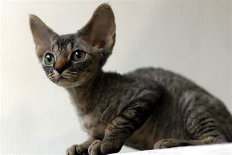 15+ Beautiful Devon Rex Colors & Patterns [With Pictures] | ThePetFAQ