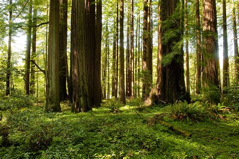 Hiking Humboldt County Redwoods | NorthCoastCA.com