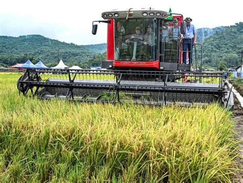 Abertura Oficial Da Colheita Do Arroz Reuniu Mais De Mil Pessoas Em