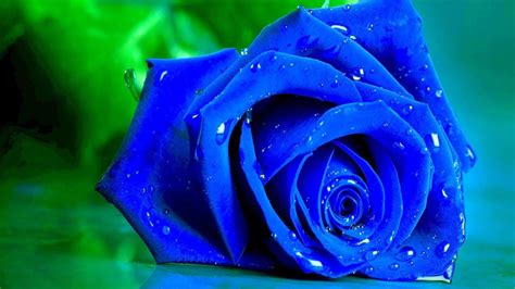 Blue Rose Desktop Wallpapers - Top Free Blue Rose Desktop Backgrounds ...