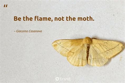 20 Fascinating Moth Quotes about the Nocturnal Insects