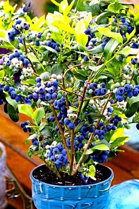 How To Grow Your Own Blueberries In Containers Mental Scoop