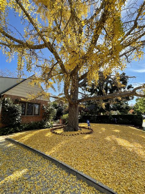 Meet This Tree: Ginkgo Biloba - Larchmont Buzz - Hancock Park News