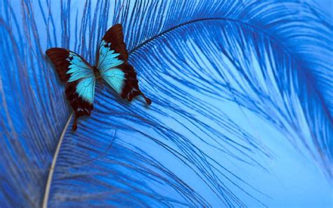 Blue Butterfly Wallpapers - Wallpaper Cave