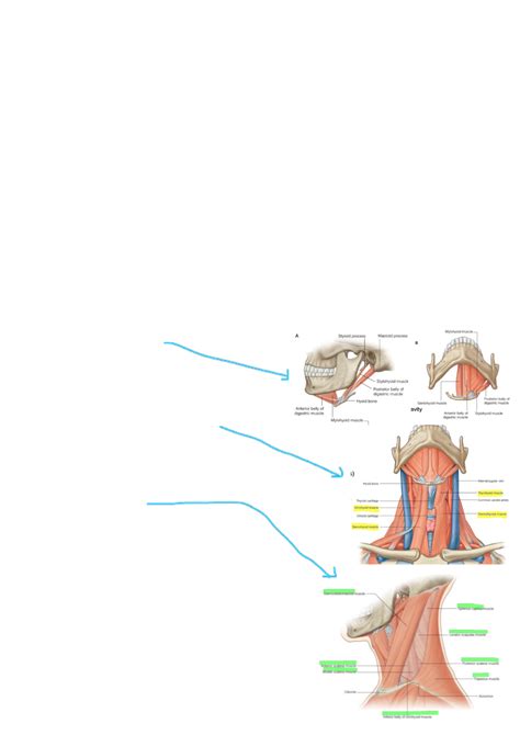 Neck Neck Study Notes Neck Compartments Anterior Lower Border Of