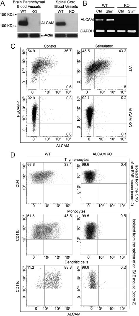 Expression Of Alcam At The Bbb And On Immune Cells A Expression Of Download Scientific