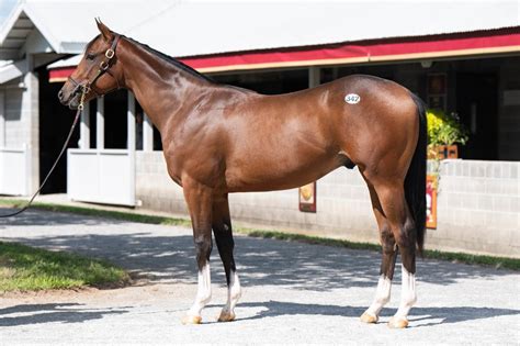 Tales from the Crib: Track Phantom | News | Kentucky Derby